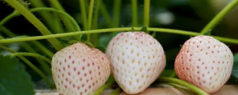 菠萝莓多少钱一斤，80～300元左右一斤
