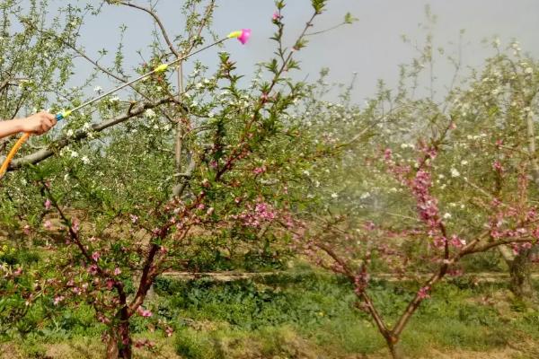 桃树春季管理技术，要及时追肥