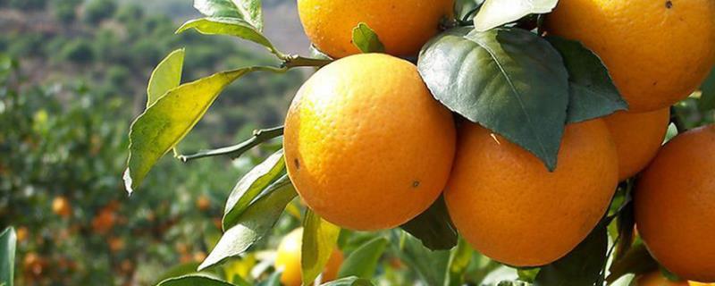 柑橘秋黄的原因，病虫害是主要原因之一
