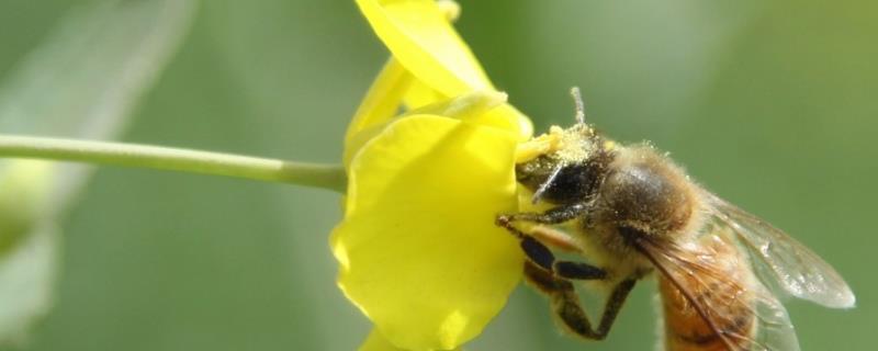 蜂箱外有较多死雄蜂的原因，蜜源不足会导致