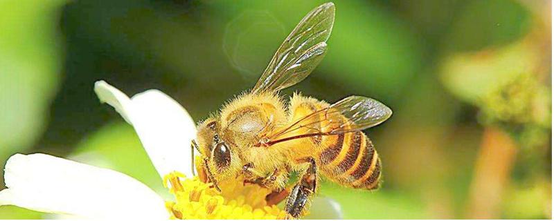 越冬蜂群空飞的原因，蜂巢内出现病害会导致