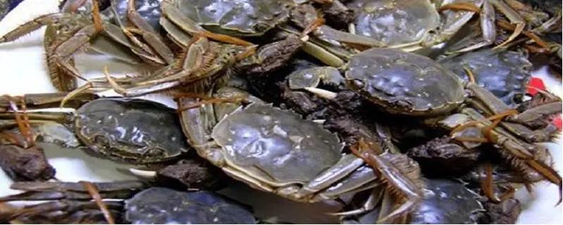 螃蟹吃什么东西能快速生长，人工饲养时可投喂动物性饵料