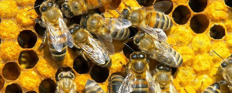 百花蜂蜜会结晶吗，多数结晶后呈猪油状