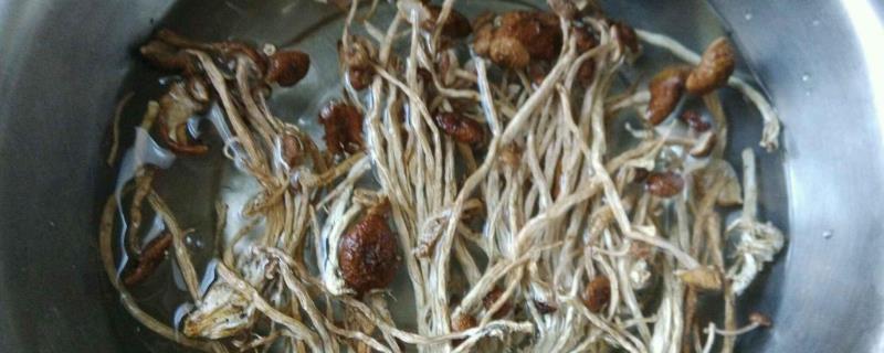 茶树菇如何泡软，使用温水可加快泡发速度