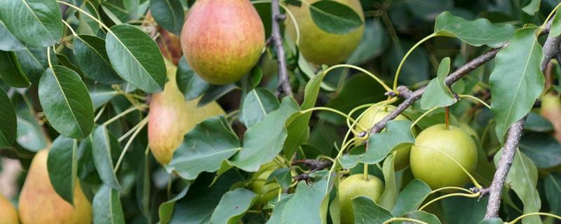 梨树种多久才会结果，一般需要5-6年