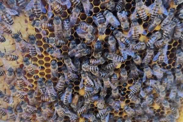 蜜蜂急造王台几天出王，蜜粉越充足速度就越快