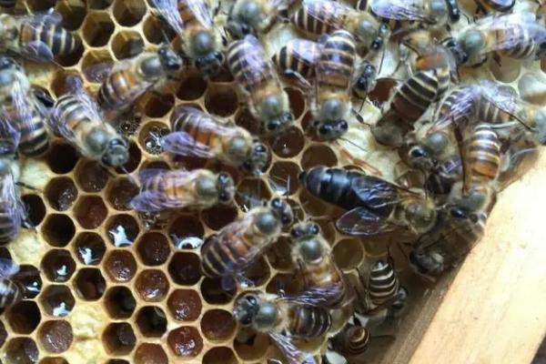 蜜蜂急造王台几天出王，蜜粉越充足速度就越快