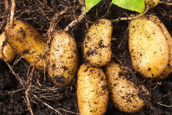 马铃薯块茎为什么会出现畸形，可能是因为块茎出现两次膨大