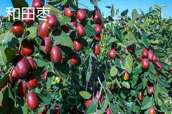 红枣属于什么地方的特产，我国多个省份均有产出