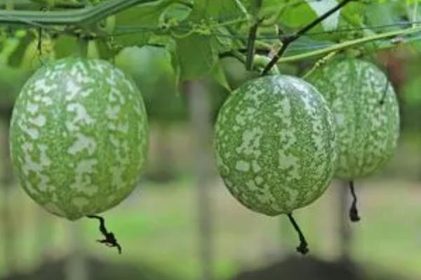 吊瓜种子的价格和种植方式，每斤大约为30元左右