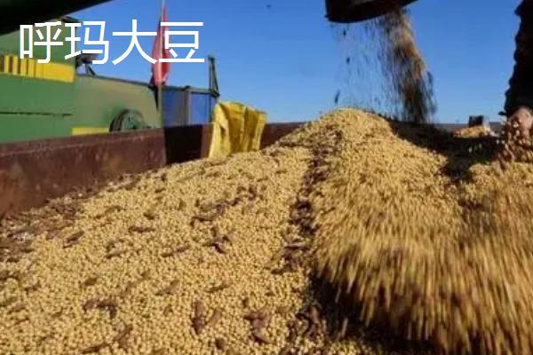 黑龙江呼玛县的特产，包括呼玛大豆和细鳞鲑等种类