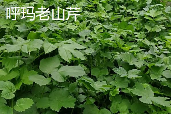 黑龙江呼玛县的特产，包括呼玛大豆和细鳞鲑等种类