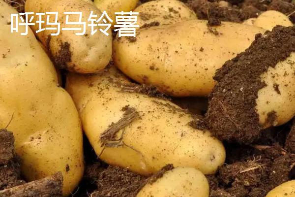 黑龙江呼玛县的特产，包括呼玛大豆和细鳞鲑等种类