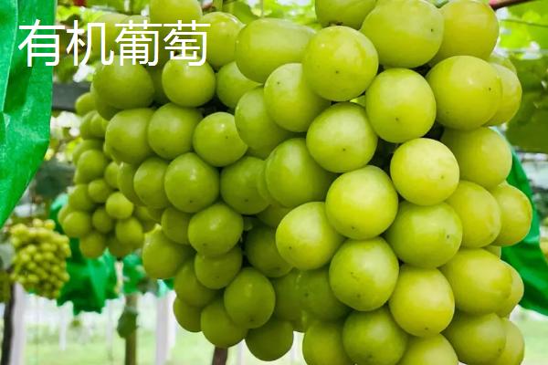 黑龙江呼玛县的特产，包括呼玛大豆和细鳞鲑等种类