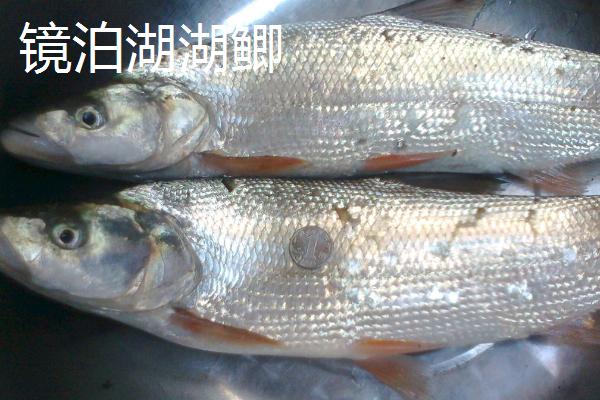 黑龙江呼玛县的特产，包括呼玛大豆和细鳞鲑等种类