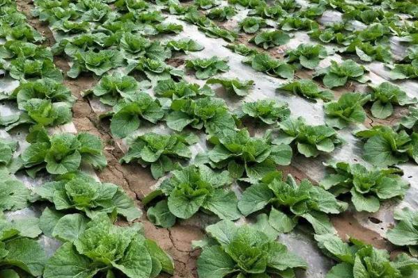 种一亩白菜要多少肥料，施肥量取决于目标产量