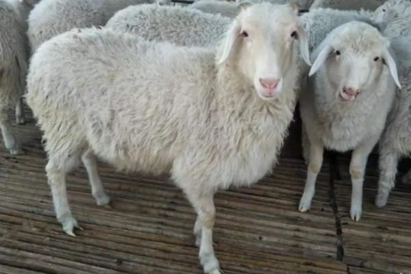 小尾寒羊怎么饲养及管理，适时断奶育肥可提高繁殖率