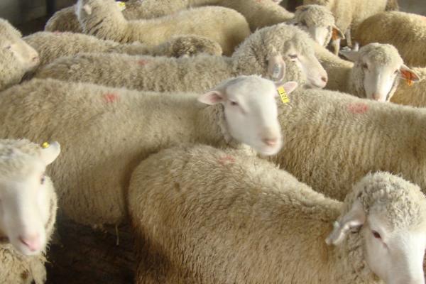 小尾寒羊怎么饲养及管理，适时断奶育肥可提高繁殖率