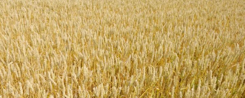 小麦越冬时的注意事项，施冬肥比较重要