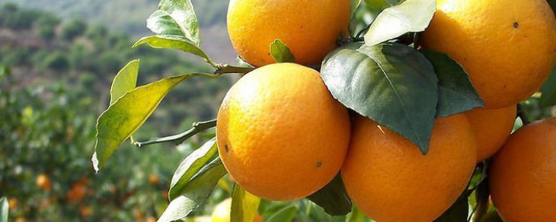 柑橘春季抹芽时间，通常是在结果前一年