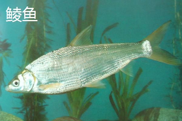 3号白狐钩能否大小通杀，目前还没有鱼钩能够做到
