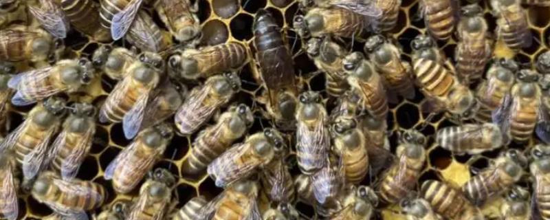 阿坝中蜂的特点，蜂王产卵稳定