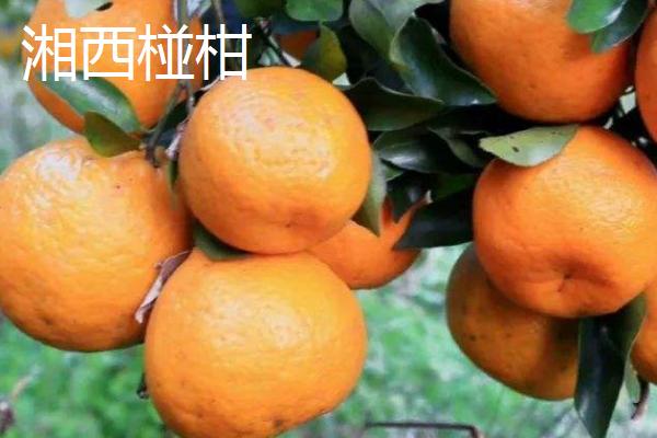 湖南好吃的橘子有哪些，湘冠蜜桔为果中珍品