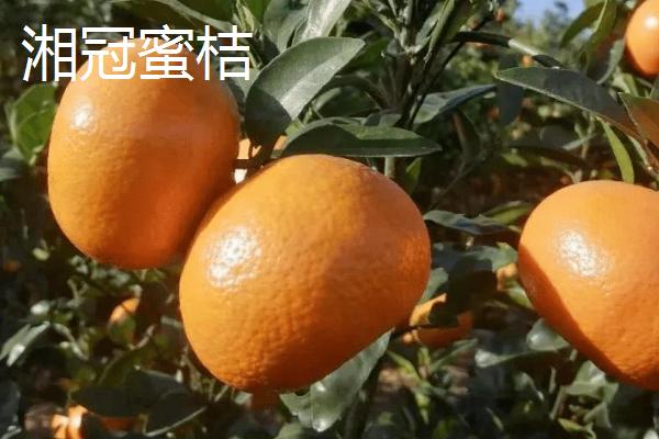 湖南好吃的橘子有哪些，湘冠蜜桔为果中珍品