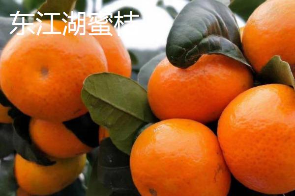 湖南好吃的橘子有哪些，湘冠蜜桔为果中珍品