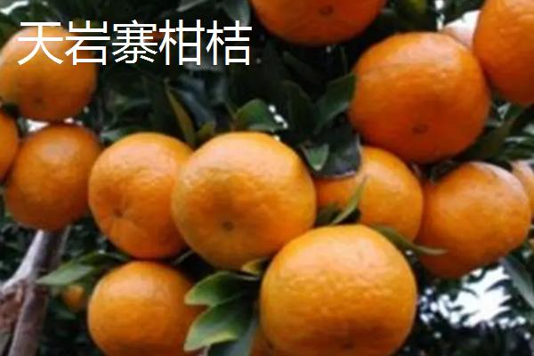 湖南好吃的橘子有哪些，湘冠蜜桔为果中珍品