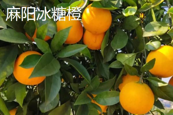 湖南好吃的橘子有哪些，湘冠蜜桔为果中珍品