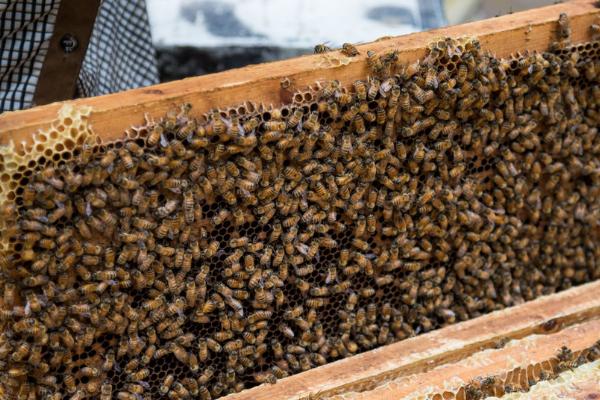 农村没本钱适合养什么，养殖蜜蜂投资小利润可观