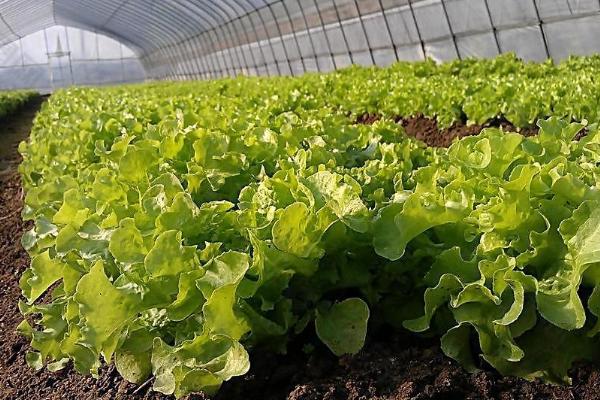 冬季怎么种植生菜，定植后要保持适温