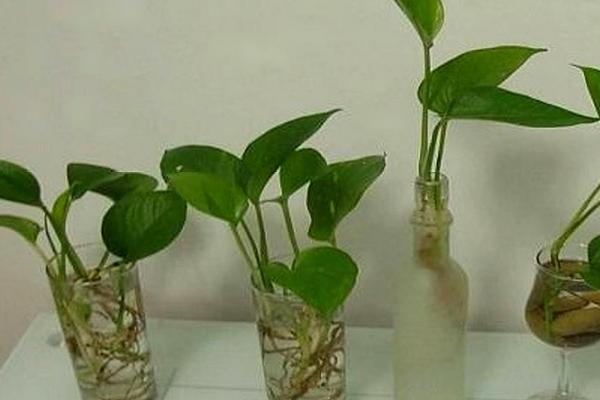 怎么水培绿萝长得快，需定期换水