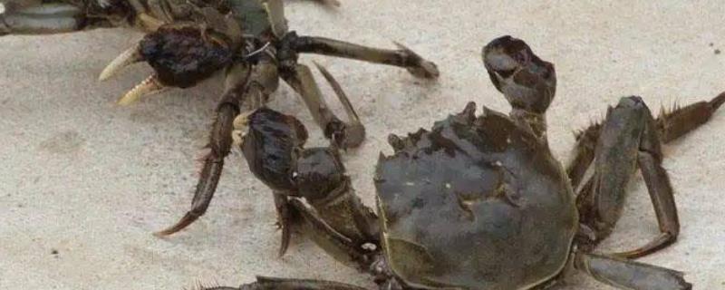 死亡的螃蟹能不能吃，食用死亡的螃蟹容易引起食物中毒