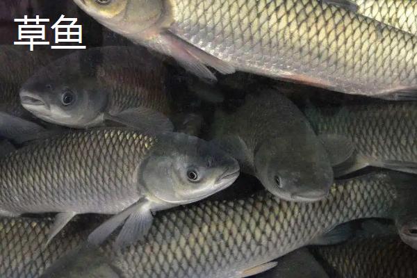 疯钓鲫饵料的使用效果，休闲野钓、黑坑竞技均表现出色