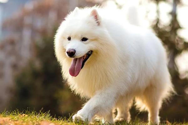 萨摩耶犬好不好养，有耐心的人适合饲养