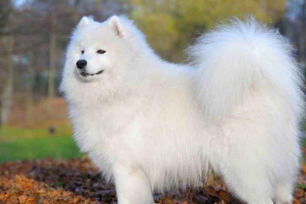 萨摩耶犬好不好养，有耐心的人适合饲养