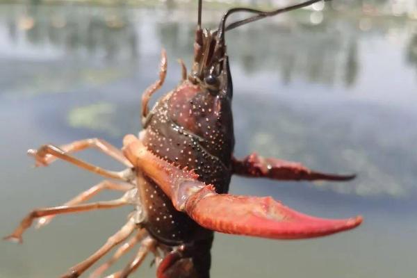 怎么钓龙虾，5月份钓合适