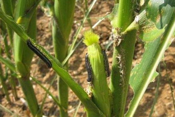 玉米蓟马发生规律，春玉米的虫源主要是来自麦类