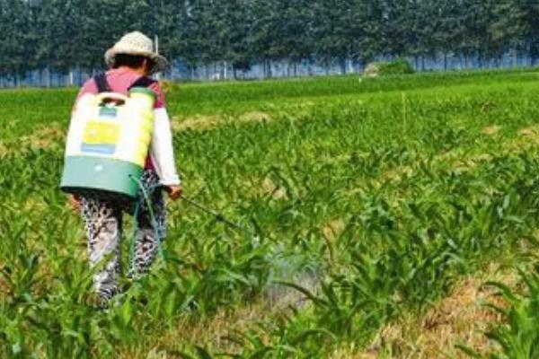 玉米蓟马发生规律，春玉米的虫源主要是来自麦类
