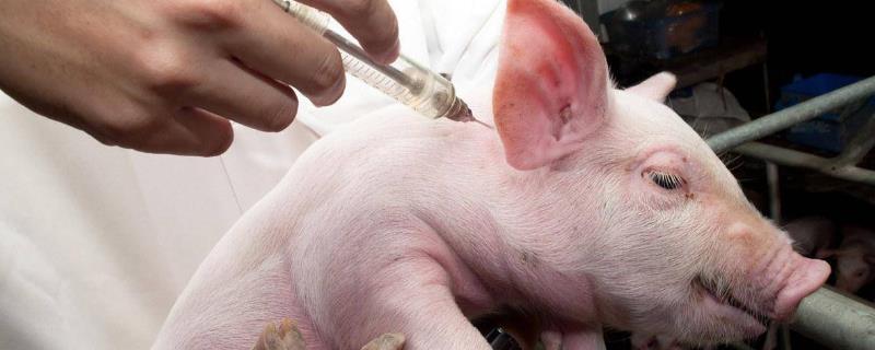 猪瘟免疫失败的原因，可能是免疫程序不合理
