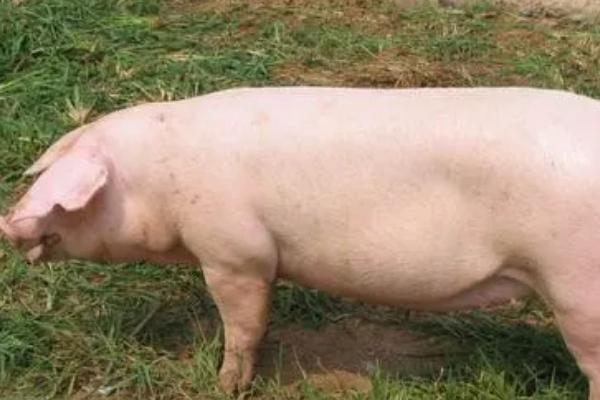 种猪多大才可以交配，小型早熟的品种通常在8月龄