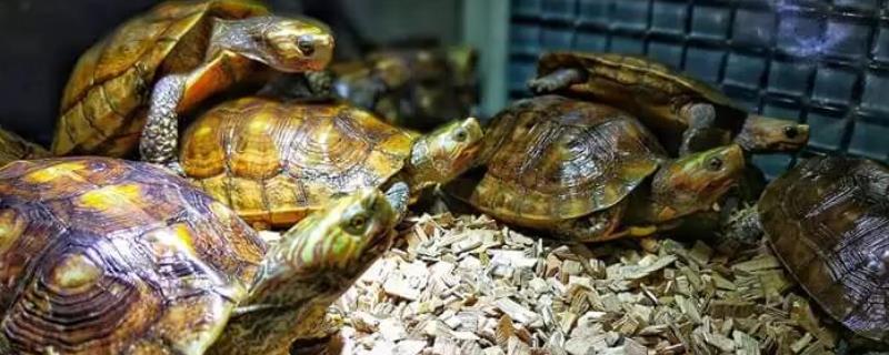油彩木纹龟怎么养，25-30℃较为合适