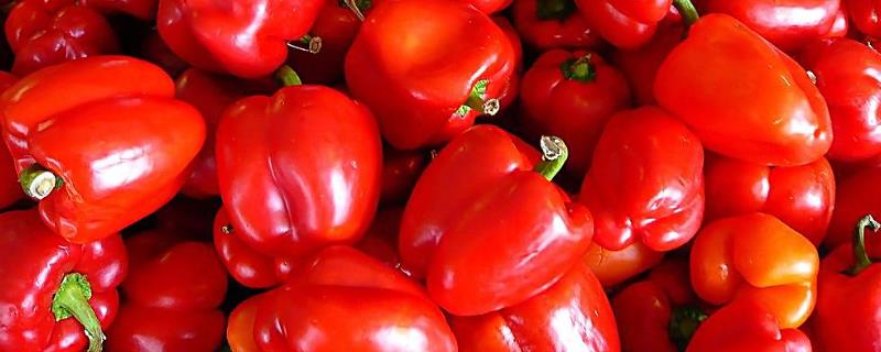 辣椒的品种，品种众多各有特点