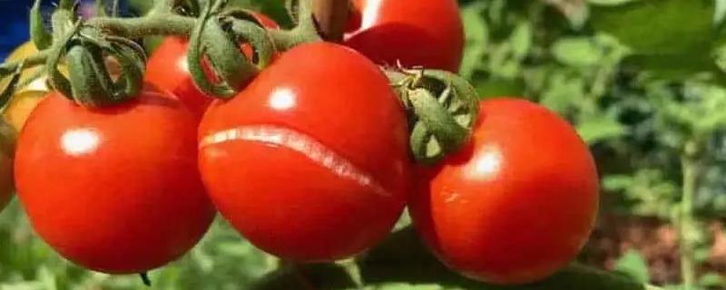西红柿为什么会开裂，过量使用氮肥会导致果实由于生长过快而开裂