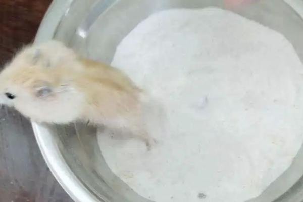 如何正确的给仓鼠洗澡，一般选择沙浴