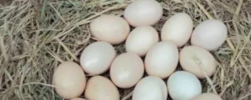 有机鸡蛋与普通鸡蛋有什么区别，有机鸡蛋的蛋黄颜色更深