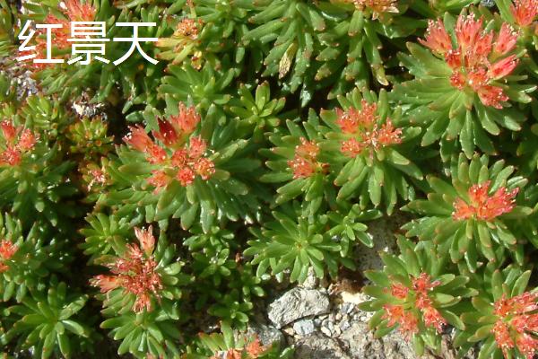 青海省海北州的特产，红景天是常用的藏药