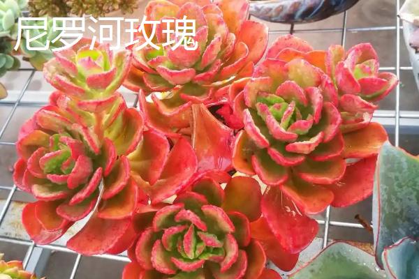 红色的景天科多肉植物有哪些，虹之玉、火祭和红宝石都具有代表性